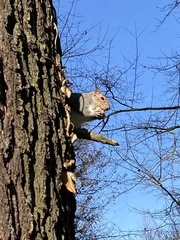 Sciurus carolinensis