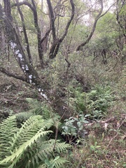 Amauropelta decurtata