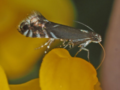 Glyphipterix simpliciella