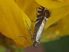 Glyphipterix simpliciella