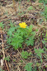 Trollius ranunculinus