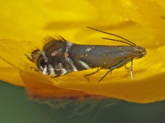 Glyphipterix simpliciella