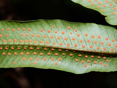 Serpocaulon triseriale