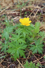 Trollius ranunculinus