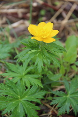 Trollius ranunculinus