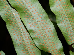 Serpocaulon triseriale