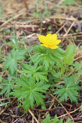 Trollius ranunculinus
