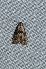 Hypenodes franclemonti