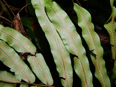 Serpocaulon triseriale