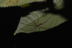 Anaptomecus