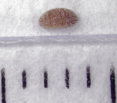Eriococcus pohutukawa