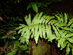 Serpocaulon triseriale