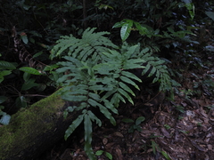 Serpocaulon triseriale