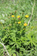 Trollius ranunculinus