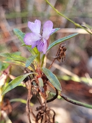 Viola arborescens
