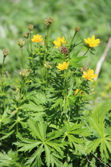 Trollius ranunculinus