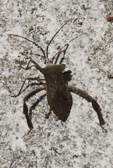 Acanthocephala alata
