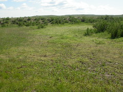 Plagiobothrys leptocladus