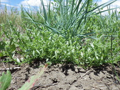 Plagiobothrys leptocladus