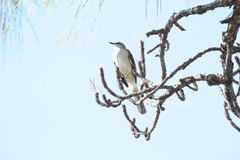 Mimus polyglottos image