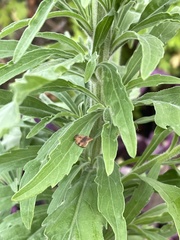 Cacoecimorpha pronubana