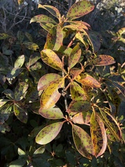 Mycosphaerella colorata