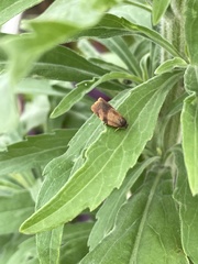 Cacoecimorpha pronubana
