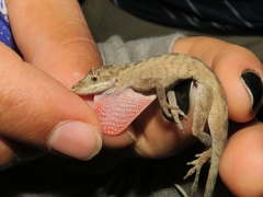 Anolis antonii