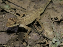Anolis antonii