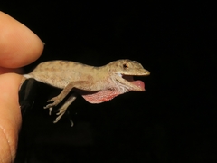 Anolis antonii