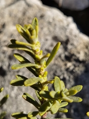 Thymelaea tinctoria