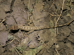 Anolis antonii