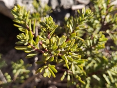 Thymelaea tinctoria