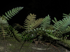 Pleopeltis polypodioides burchellii