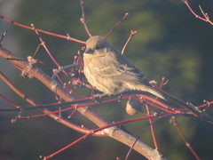 Haemorhous mexicanus