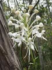 Platanthera blephariglottis conspicua