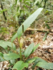 Anthurium microspadix