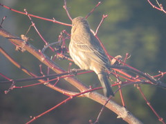 Haemorhous mexicanus