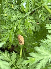 Cacoecimorpha pronubana