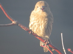 Haemorhous mexicanus