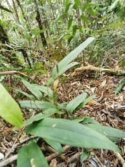 Anthurium microspadix