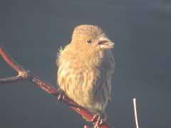 Haemorhous mexicanus