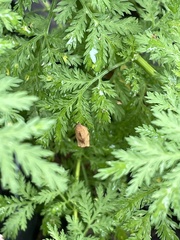 Cacoecimorpha pronubana