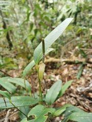Anthurium microspadix