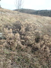 Astragalus arnacantha