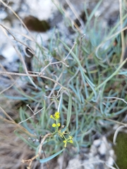 Bupleurum fruticescens