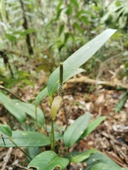 Anthurium microspadix