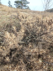 Astragalus arnacantha