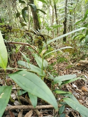 Anthurium microspadix