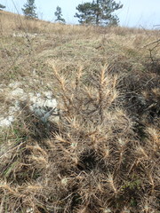 Astragalus arnacantha